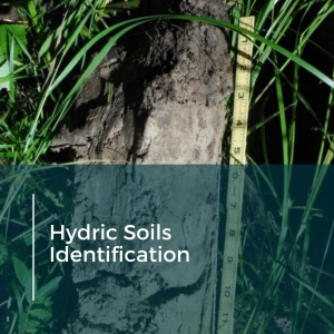 Hydric Soils Identification