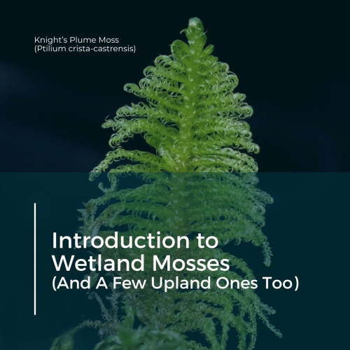 Introduction to Wetland Mosses