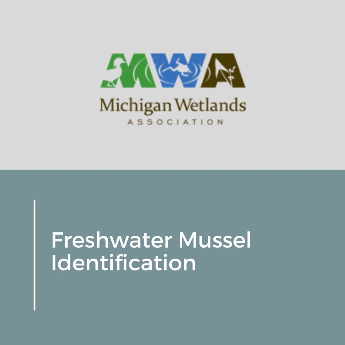 Freshwater Mussel Identification, Michigan Wetlands Association