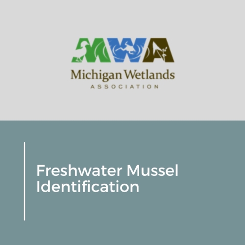Freshwater Mussel Identification