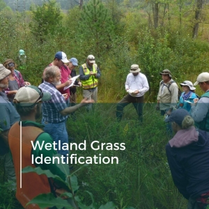 Wetland Grass Identification