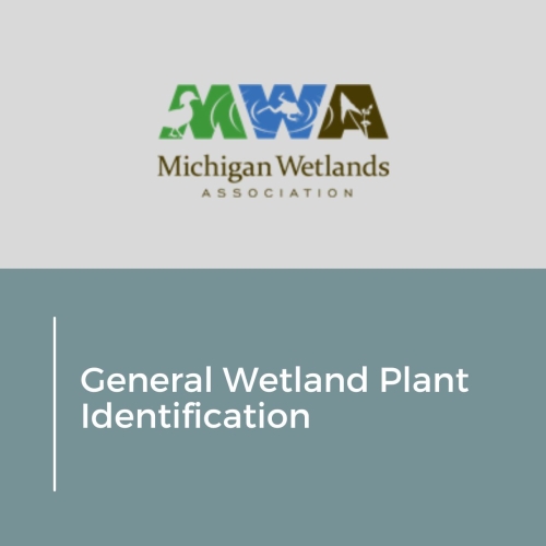 General Wetland Plant Identification