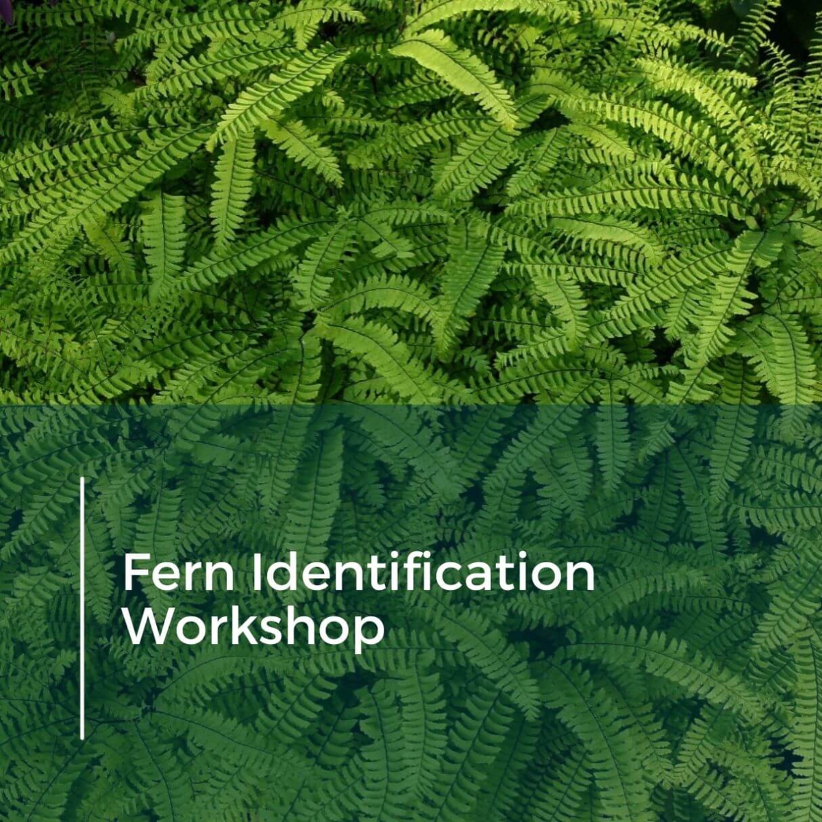 Fern Identification Michigan Wetlands Association