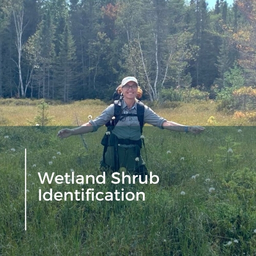 Wetland Shrub Identification