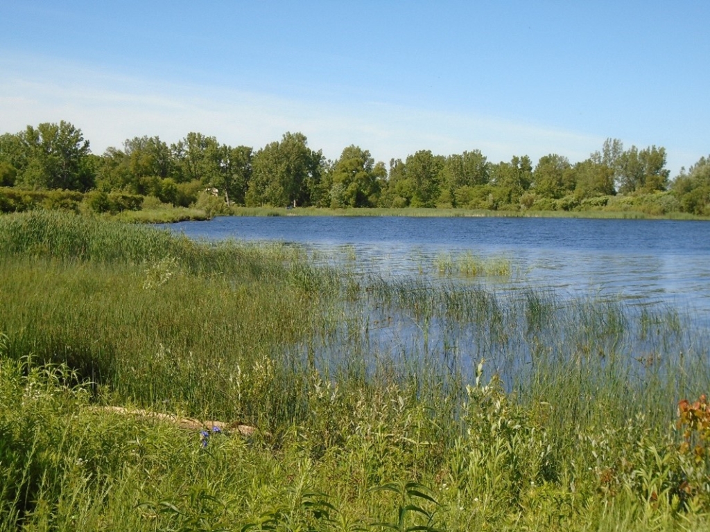 Wetland Stabilization