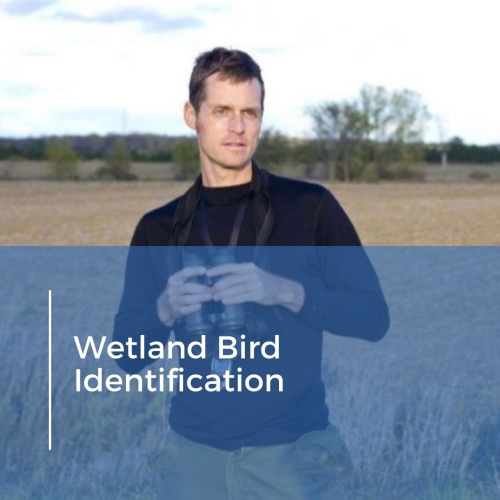 Wetland Bird Identification