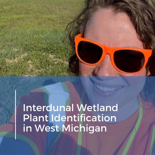 Interdunal Wetland Plant Identification