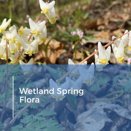Wetland Spring Flora