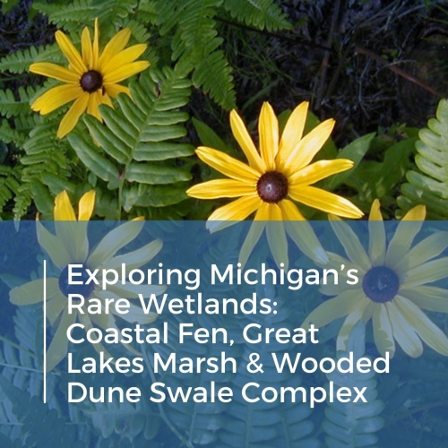 Coastal Fen, Great Lakes Marsh & Wooded Dune Swale Complex