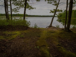 Michigan Wetlands Webinars