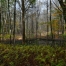Vernal Pools