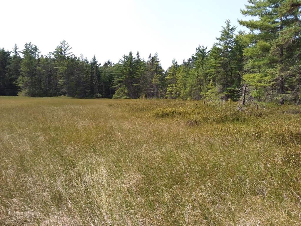 Wetland Flora
