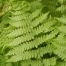 ferns of michigan
