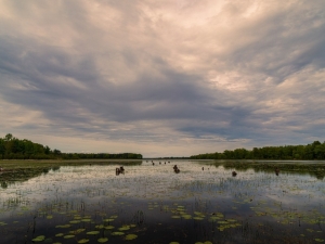 Rare Michigan Wetlands