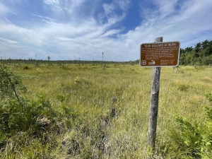Rare Peatland Insects of Michigan