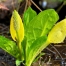 wetland plants