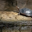 spotted turtle