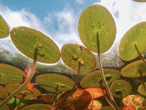 Aquatic Macrophyte
