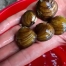 Fresh Water Mussels