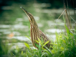 American Bittern