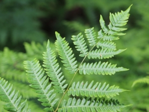 Plant Families of Michigan