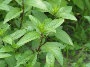 Common Plant Families of Michigan