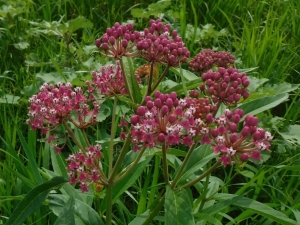 Swamp Milkweed
