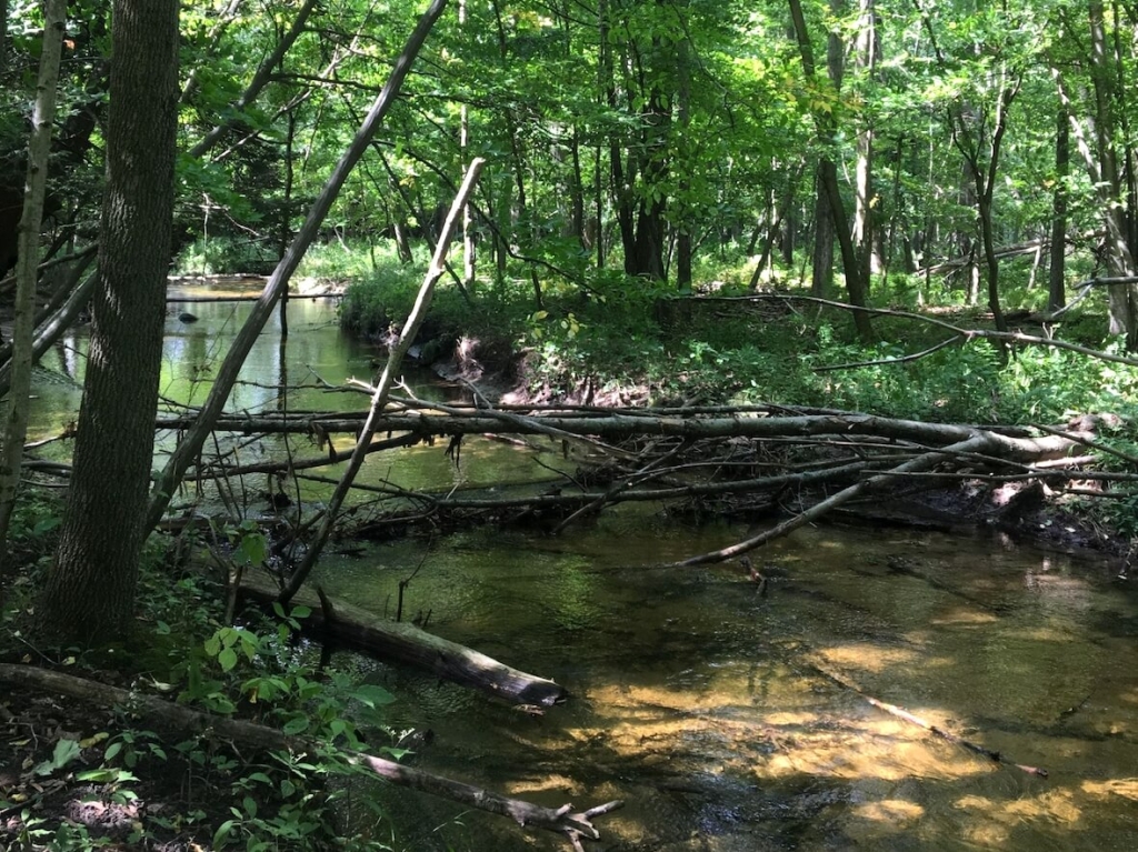 michigan wetlands webinars