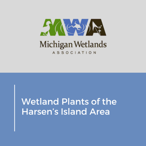 Wetland Plants