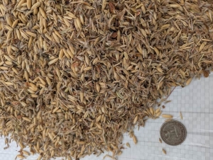 Wetland Seed Mix Design